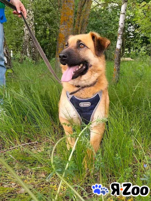 Некрупный солнечный пес Айк ищет дом в Москве даром
