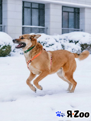 Солнечный пес-компаньон Джек ищет дом в Москве даром
