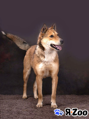 Самая ласковая и добрая собачка Лори ищет дом в Москве даром