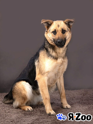 Молодая, ласковая и общительная собачка Альма ищет дом в Москве даром