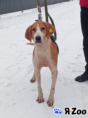 Зара, обворожительная, статная гончая ищет дом в Москве даром