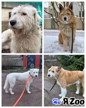 Беляш и Рыжуля, два невероятных пса, очень ждут свой дом даром