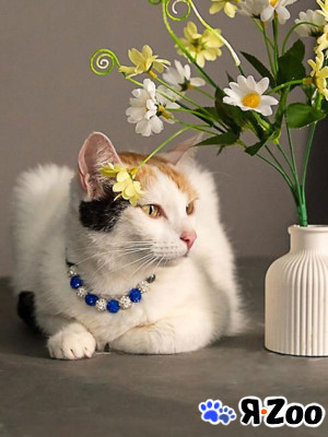 Ласковая и нежная кошечка Снежинка ищет дом в Москве