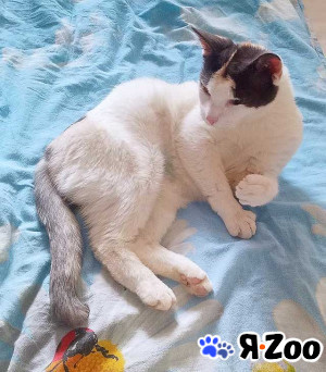 Зюфа ищет дом даром