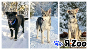 Три щенячьх сердца ищут добрых хозяев в Москве даром