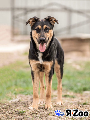Чудесная ласковая молодая собачка Клепа ищет дом в Москве даром