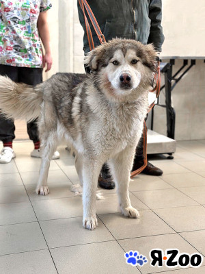 Молодая домашняя собака Тали, аляскинский маламут ищет дом в Москве даром