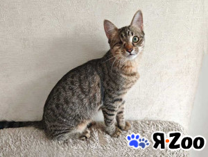 Ласковая кошечка-подросток ищет дом в Москве