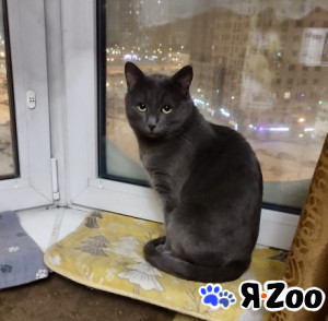 Маффин, серый красавец с мягким сердцем ищет дом в Москве