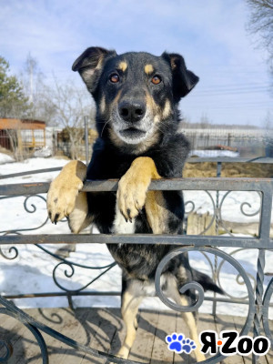 Умный, верный, ласковый пес Жорж ищет дом в Москве даром