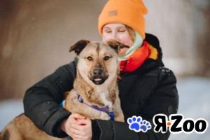 Сади, собака-подросток, которая не умеет любить вполсилы в Москве даром