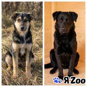 Кира и Миша, ласковые умные щенки-подростки ищут дом в Москве даром