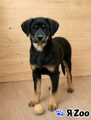 Красавица Каштанка, ласковый щенок-подросток ищет дом в Москве даром