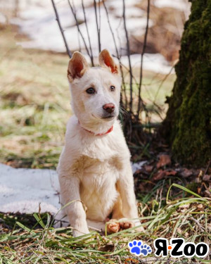 Бесподобный домашний щенок Пилот ищет дом в Москве даром