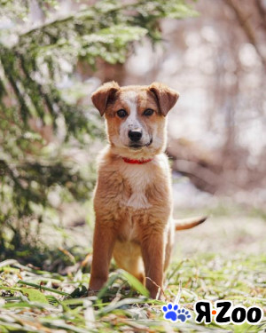 Милейшая Дива,домашняя девочка-щенок ищет дом в Москве даром