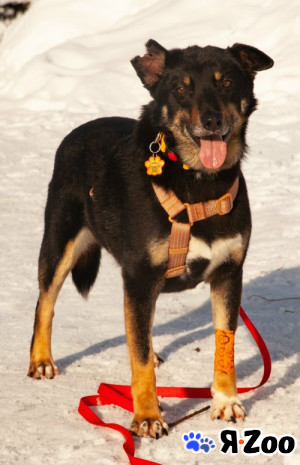 Вива – не помнящая зла в Москве даром