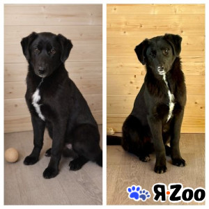 Ричард и Сеня, добрые, умные, контактные щенки-подростки в Москве даром