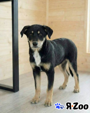 Хороший щенок-подросток Степа ищет дом в Москве даром