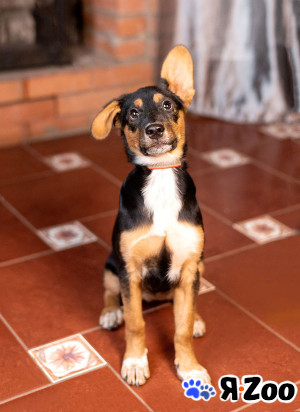 Милейшая обаяшка девочка-щенок Люси ищет дом в Москве даром