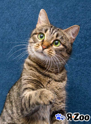 Малышка Муся ищет дом и любящее сердце в Москве