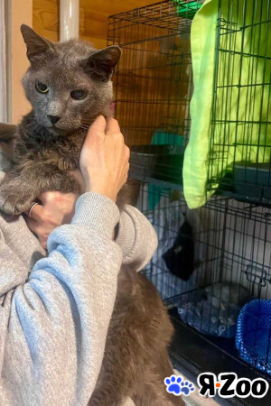 Гера ищет дом: доверчивое сердце, которое верит в людей в Москве