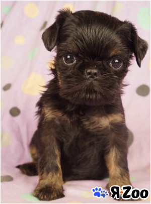 Щенки Бельгийский гриффон в Москве 80 000 руб.