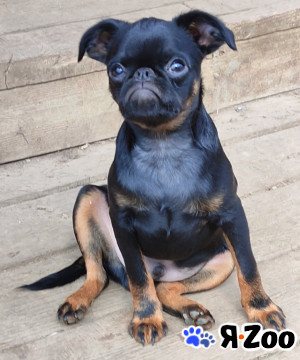 Щенки Брабансона из питомника в Москве 80 000 руб.