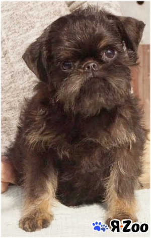 Щенки Бельгийский гриффон в Москве 80 000 руб.