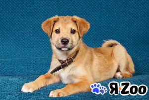 Трогательные щеночки (3 мес.) срочно ищут дом в Москве даром