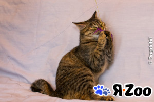 Натан - чудо-кот (1,5 г.) в добрые руки в Москве