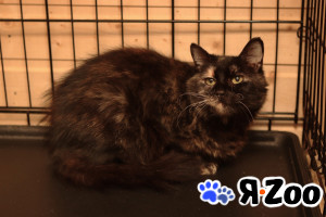 Очаровательные котята (10 мес.) ищут дом в Москве