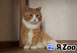 Шикарные молодые котики и кошечки (1 г.) в дар в Москве даром