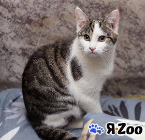 Шикарные молодые котики и кошечки (1 г.) в дар даром