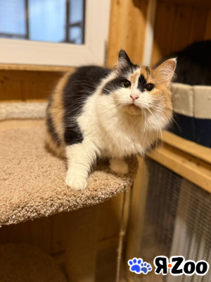 Шикарные молодые котики и кошечки (1 г.) в дар даром