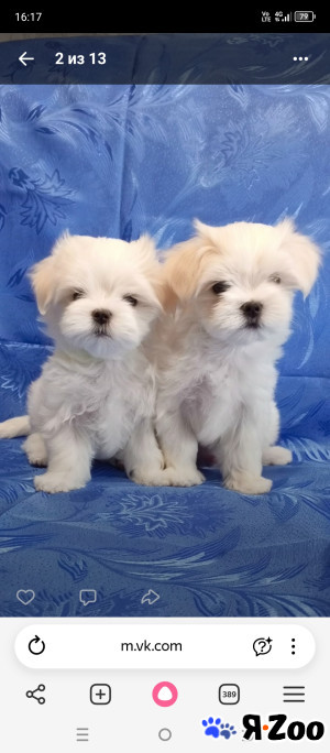 Щенки мальтезе в Березниках договорная