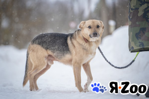 Собака улыбака Джонни ждет своего родного человека, свою сем в Москве даром