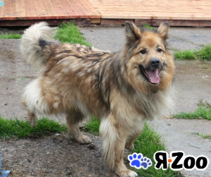 Мишка в поисках дома и своей семьи даром