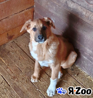 Ласковому щенульке Оскару очень нужны дом и семья в Москве даром