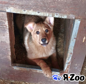 Ласкушечка рыжулька Лиска ищет свою любимую семью в Москве даром