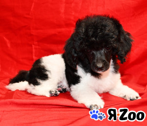 Той пуделя щенок арлекин ДЖЕНТЛИ БОРН ЧИЖИК в Долгопрудном 120 000 руб.