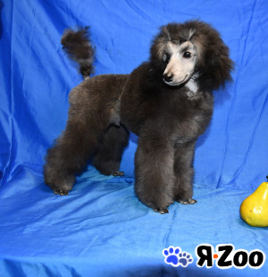 Щенок пуделя миниатюрный мальчик в Долгопрудном 120 000 руб.