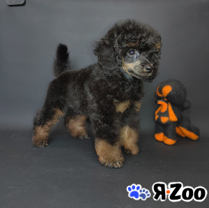 Пуделя щенок черно-подпалый фантом ЭЙВЕРИ в Долгопрудном 120 000 руб.