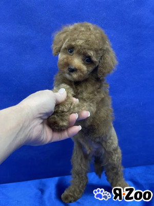 Пуделя щенок той рыжий АЙВЕНГО в Долгопрудном 100 000 руб.