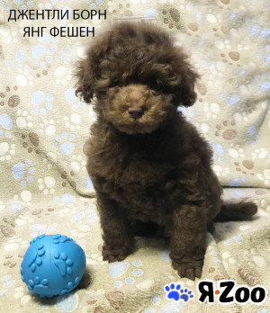 Щенок пудель той коричневый Янг Фешен в Долгопрудном 200 000 руб.
