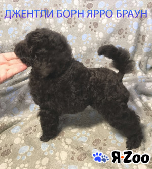 Пуделя щенок миниатюрный коричневый мальчик Ярро Браун в Долгопрудном 100 000 руб.
