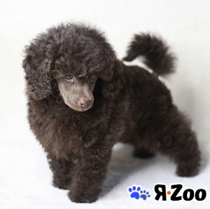 Щенок пудель той коричневый мальчик Циклон в Долгопрудном 10 000 руб.