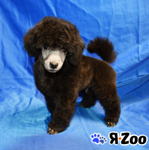 Щенок пуделя серебристый ФЛЭШ РОЯЛЬ в Долгопрудном 150 000 руб.