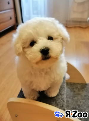 Щенки Бишон фризе РКФ в Москве 65 000 руб.