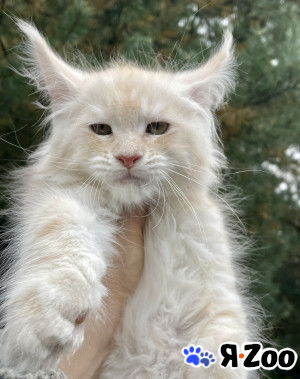 Мейн Кун отличные котята в Санкт-Петербурге 45 000 руб.