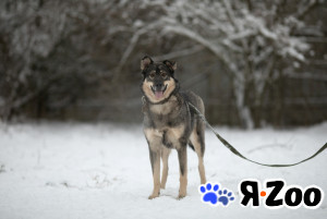 Добрая и активная собачка в поиске дома! 3 года в Москве даром